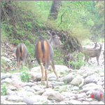 Corbett National Park