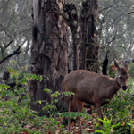 Corbett National Park