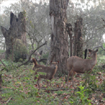 Corbett National Park