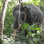 Corbett National Park