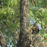 Corbett National Park