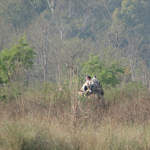 Corbett National Park