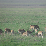 Corbett National Park