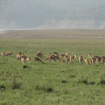 Corbett National Park