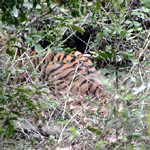 Corbett National Park