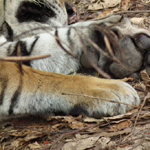 Corbett National Park