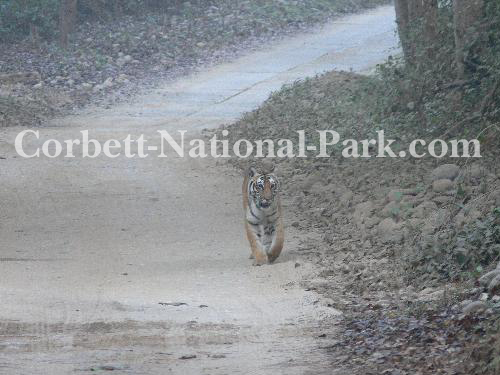 Corbett National Park