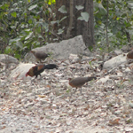 Corbett National Park