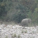 Corbett National Park