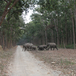 Corbett National Park