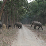 Corbett National Park