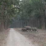 Corbett National Park