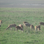 Corbett National Park