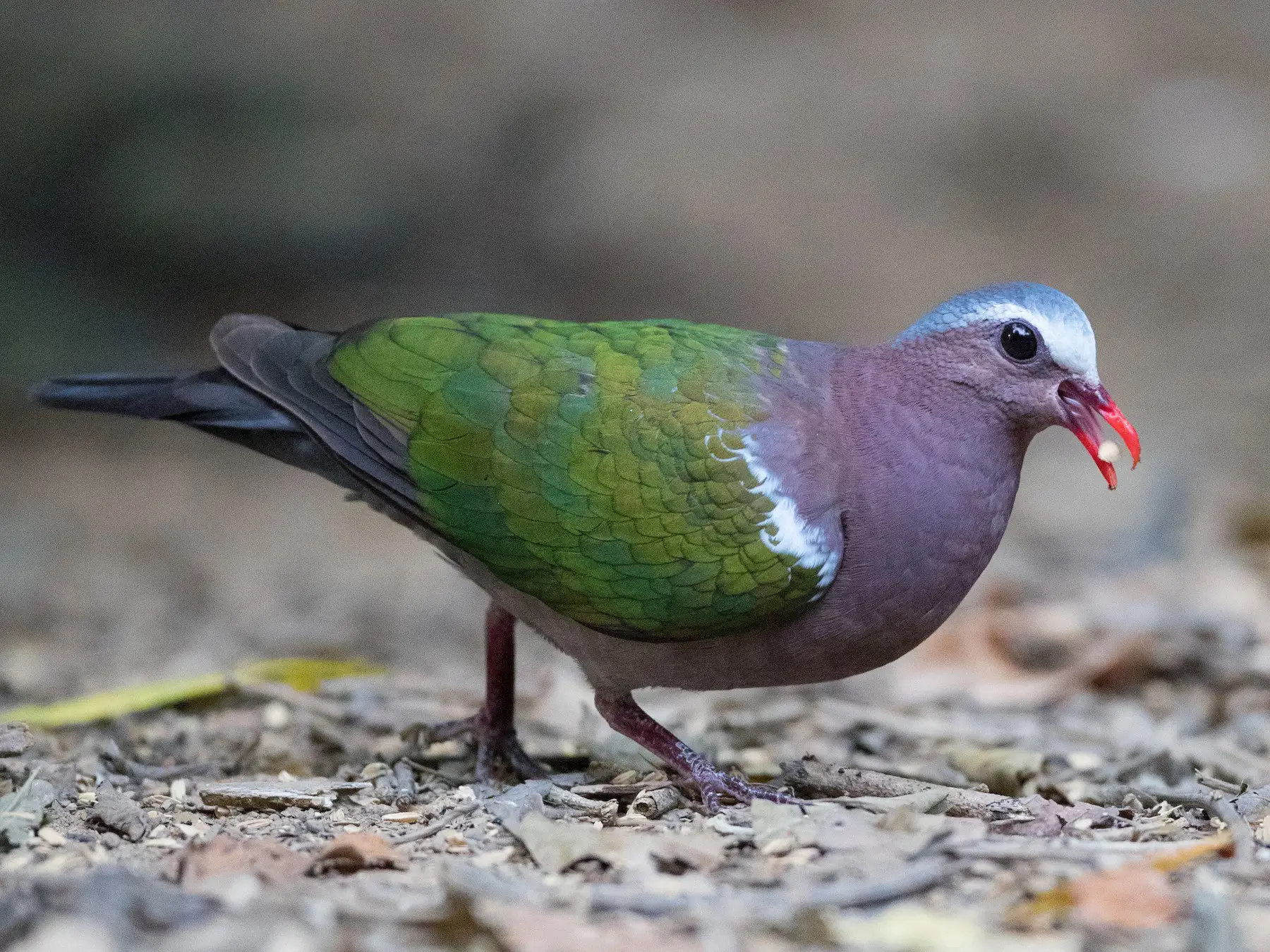 bird