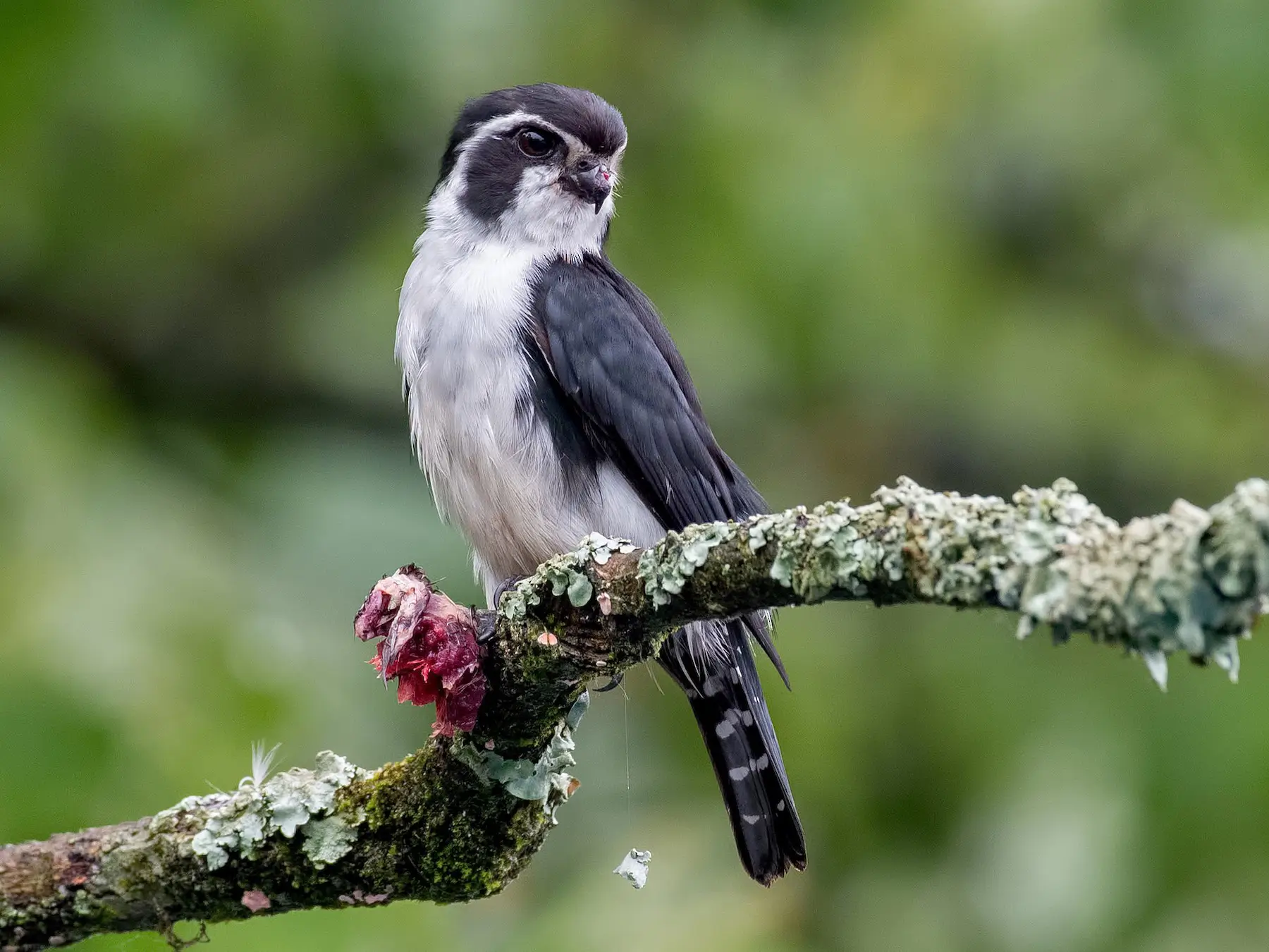bird