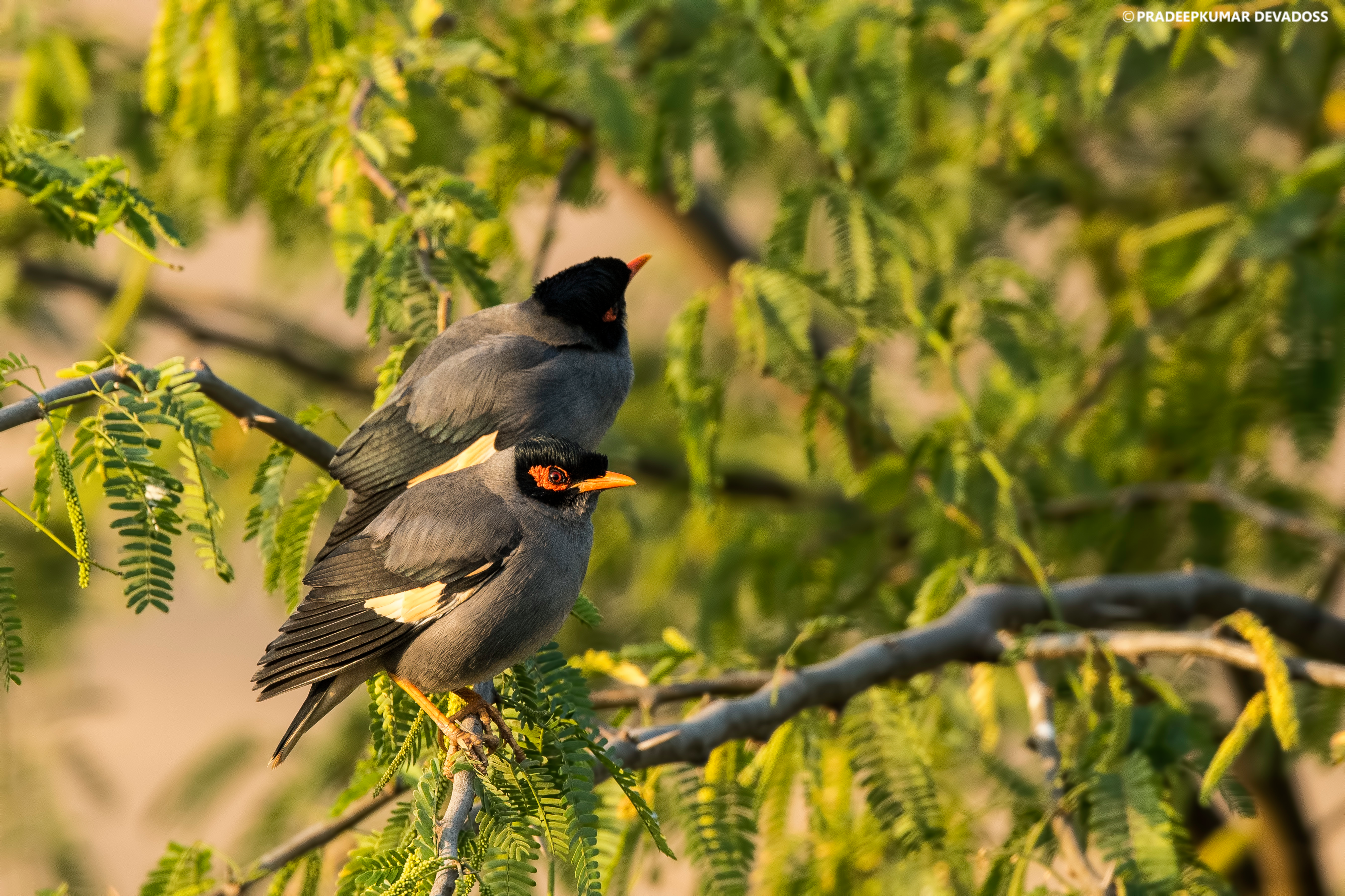 bird