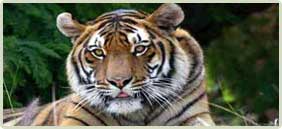 Corbett Wildlife Tour Packages