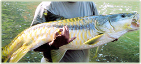 Adventure Activities In Corbett