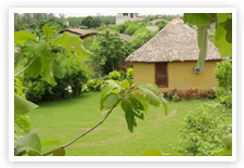 Ashoka Tiger Tail, Corbett