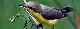 Corbett Bird Watching