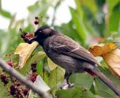 corbett bird tour