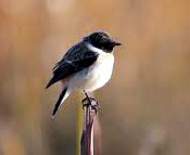 bird in Dhikala range