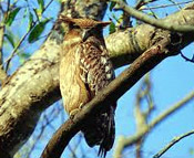 corbett birds