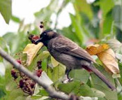 birding in Corbett