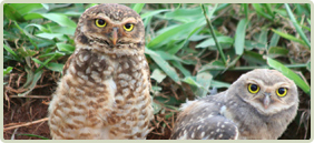 Birding In Corbett