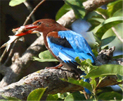 Bird watching in Corbett