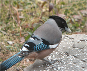 Bird watching in Corbett