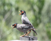 Bird watching in Corbett