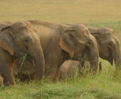 Jim Corbett Tiger Safari