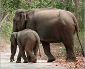 corbett