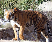 corbett