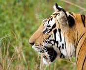 Corbett Tiger Safari