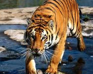 Tiger at Corbett