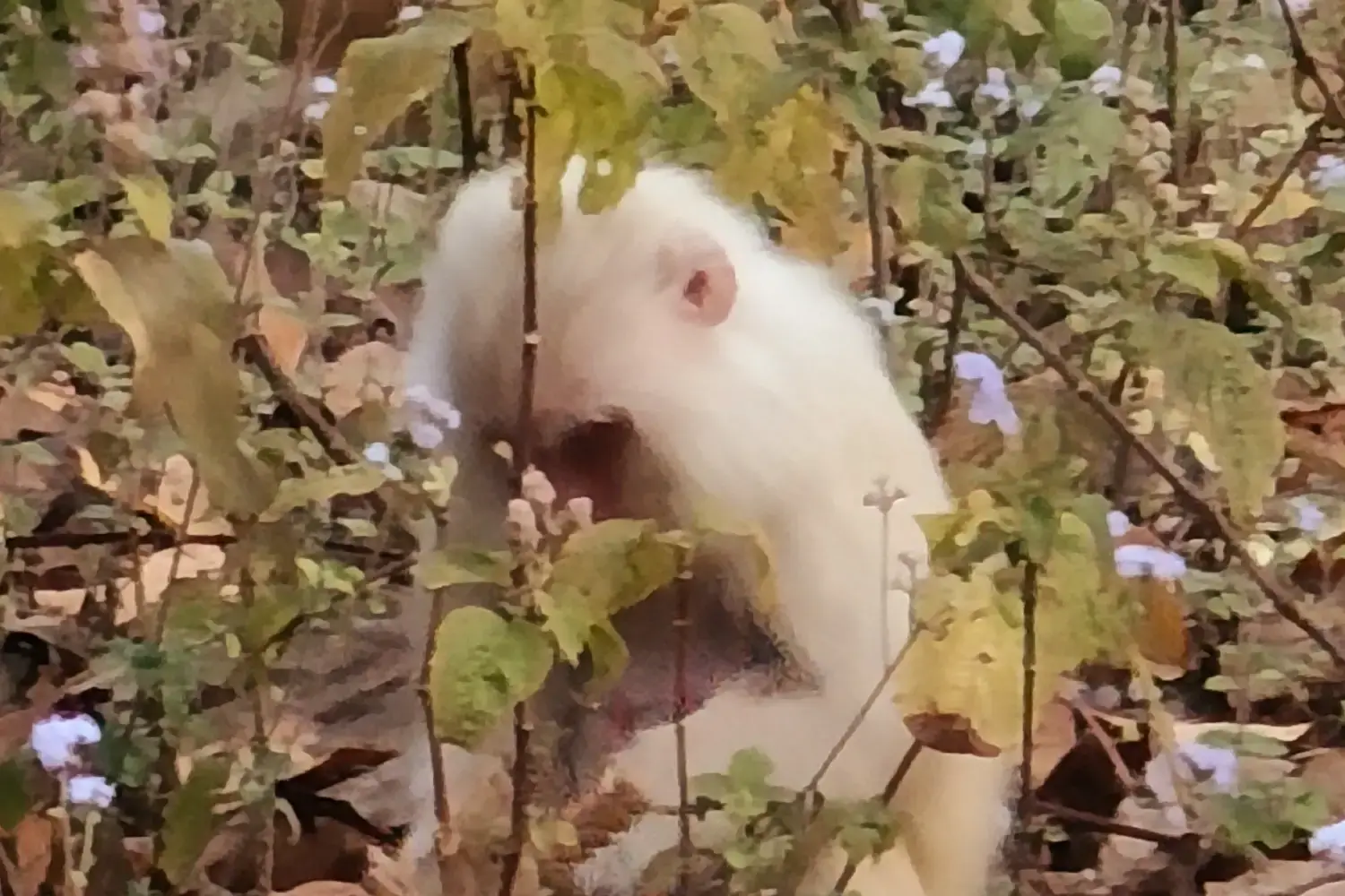 Rare Albino Monkey Spotted in Corbett