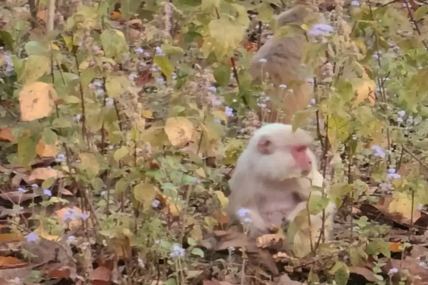 Rare Albino Monkey Spotted in Corbett