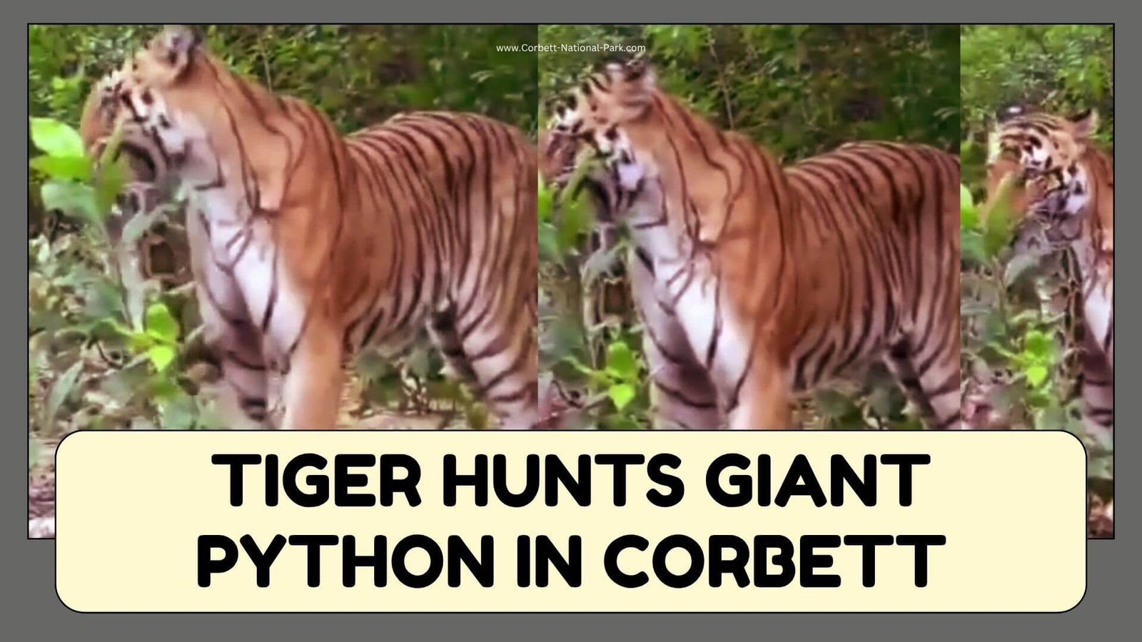 Tiger Hunts Giant Python in Corbett, Rare Wildlife Moment Captured on ...